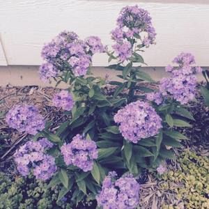 Meet your Posher, Johnna